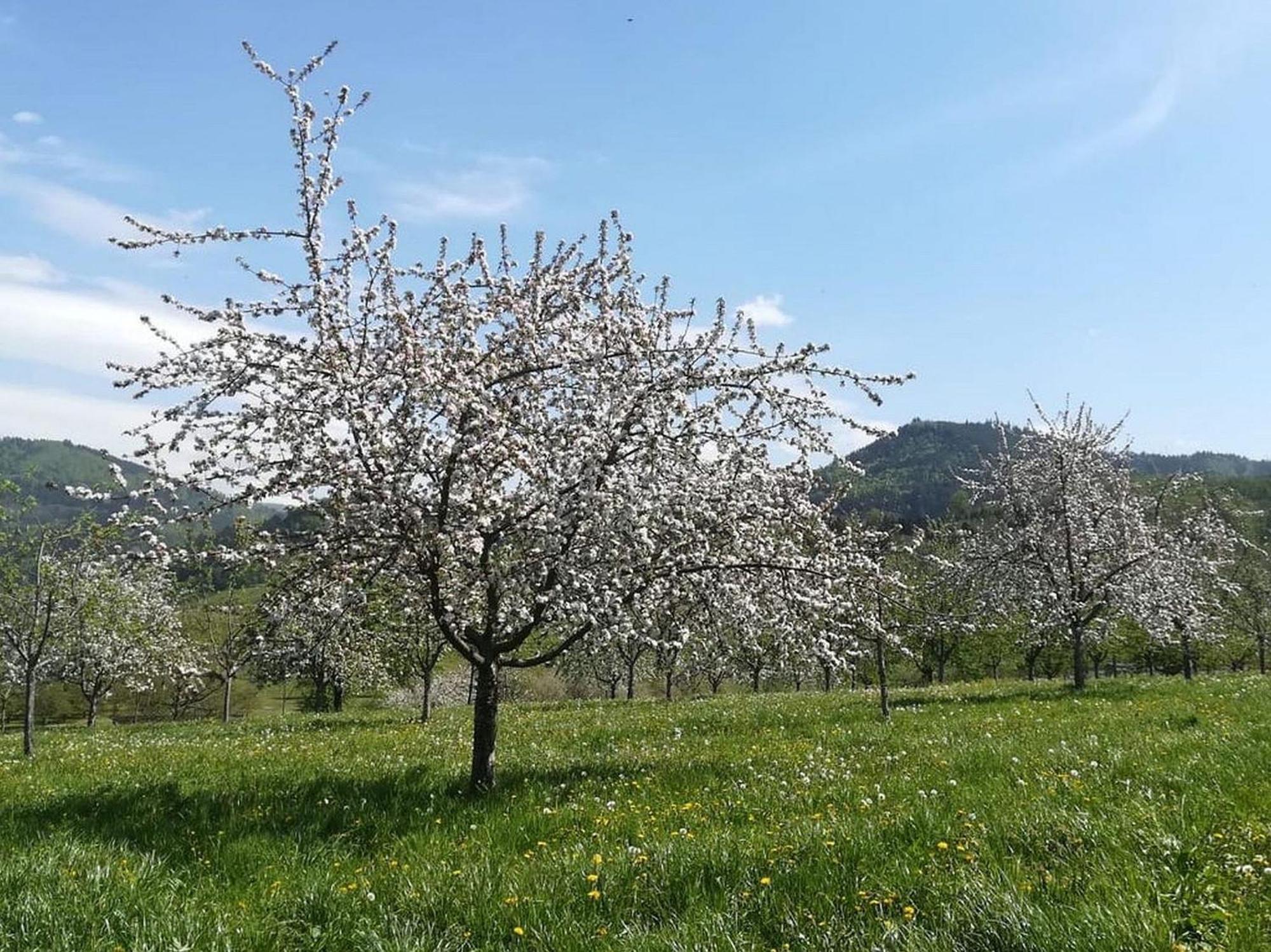 Ferienhof Vordere Alm Oberkirch  Buitenkant foto