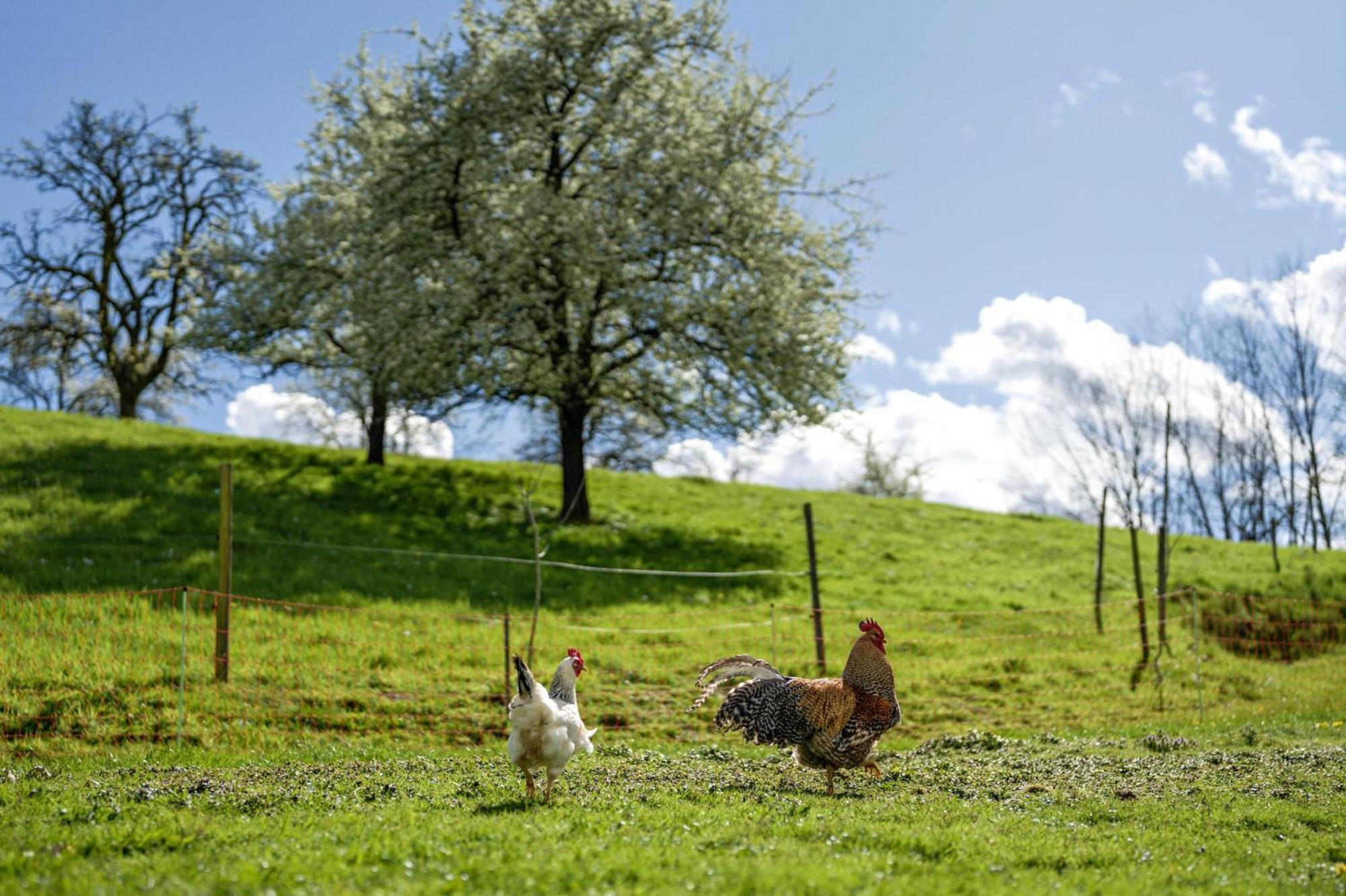 Ferienhof Vordere Alm Oberkirch  Buitenkant foto