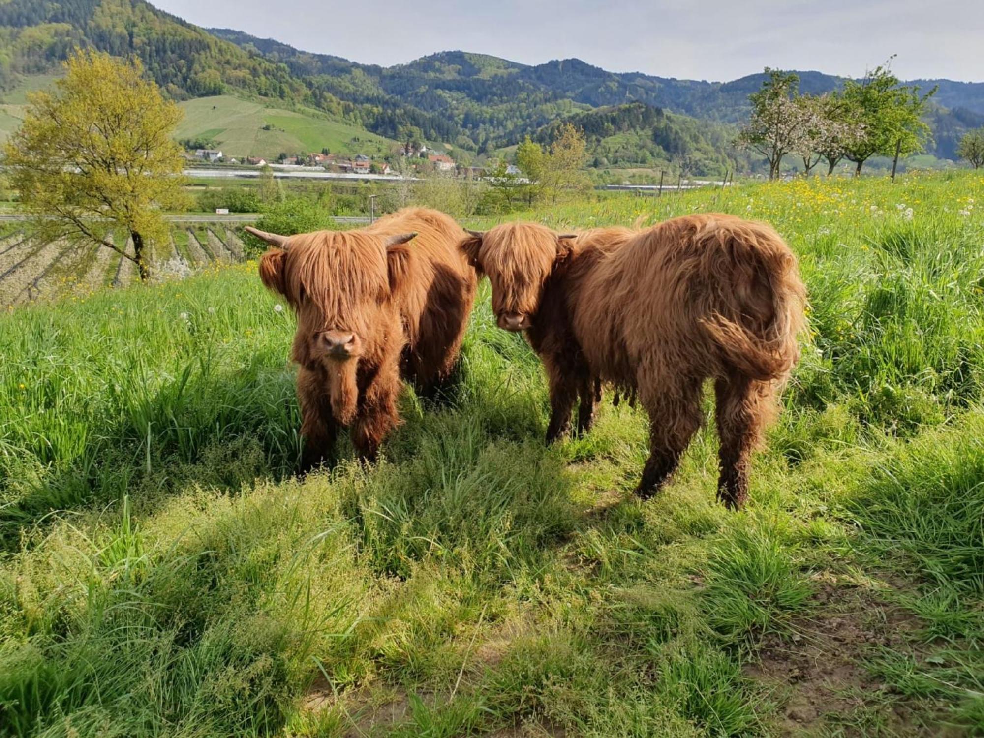 Ferienhof Vordere Alm Oberkirch  Buitenkant foto